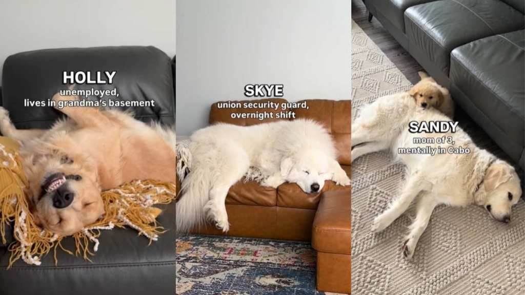 Owner Reveals Dogs’ Careers Based on How They Sleep