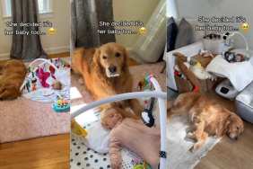 Golden Retriever Decides Mom’s Baby Is Hers Too & Never Leaves Her Side