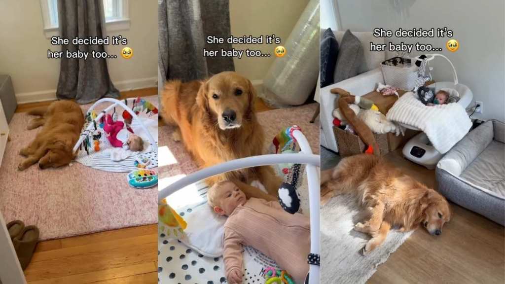 Golden Retriever Decides Mom’s Baby Is Hers Too & Never Leaves Her Side