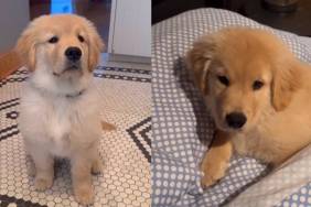 Puppy Takes Dad’s Sleeping Spot in Bed as He’s Not Home