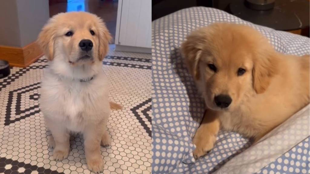 Puppy Takes Dad’s Sleeping Spot in Bed as He’s Not Home