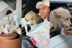 Golden Retriever Promises To Behave but Still Steals Chick-fil-A Sandwich