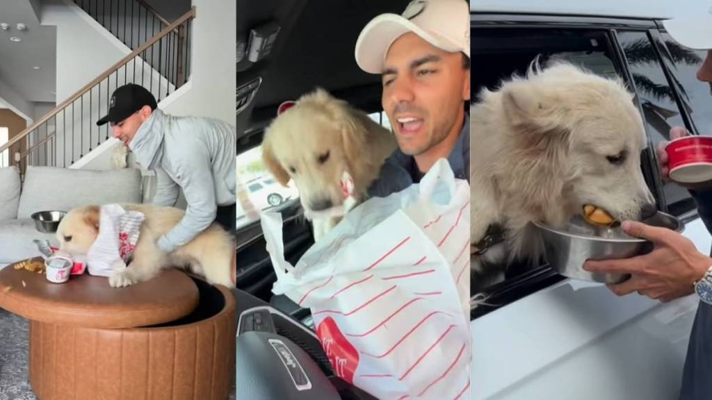 Golden Retriever Promises To Behave but Still Steals Chick-fil-A Sandwich
