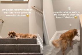 Golden Retriever Follows a Heartwarming Ritual With Mom Before Bed