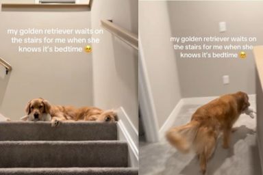 Golden Retriever Follows a Heartwarming Ritual With Mom Before Bed