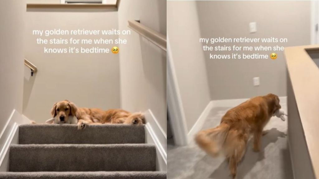 Golden Retriever Follows a Heartwarming Ritual With Mom Before Bed