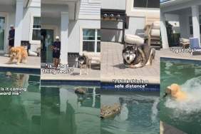 Dog Pack Has Strikingly Different Reactions To Fake Alligator