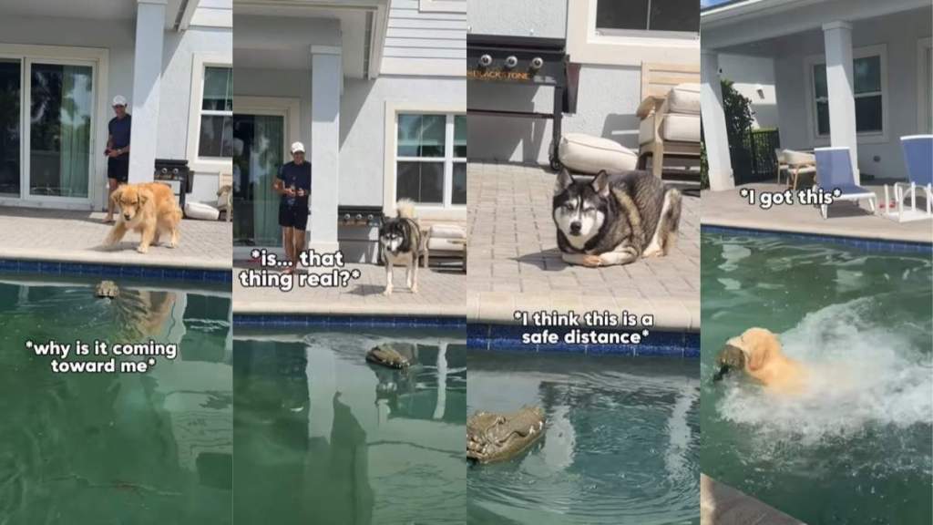 Dog Pack Has Strikingly Different Reactions To Fake Alligator