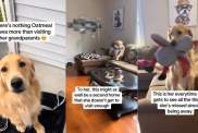 Golden Retriever Visits Grandparents’ House Like It's a Second Home