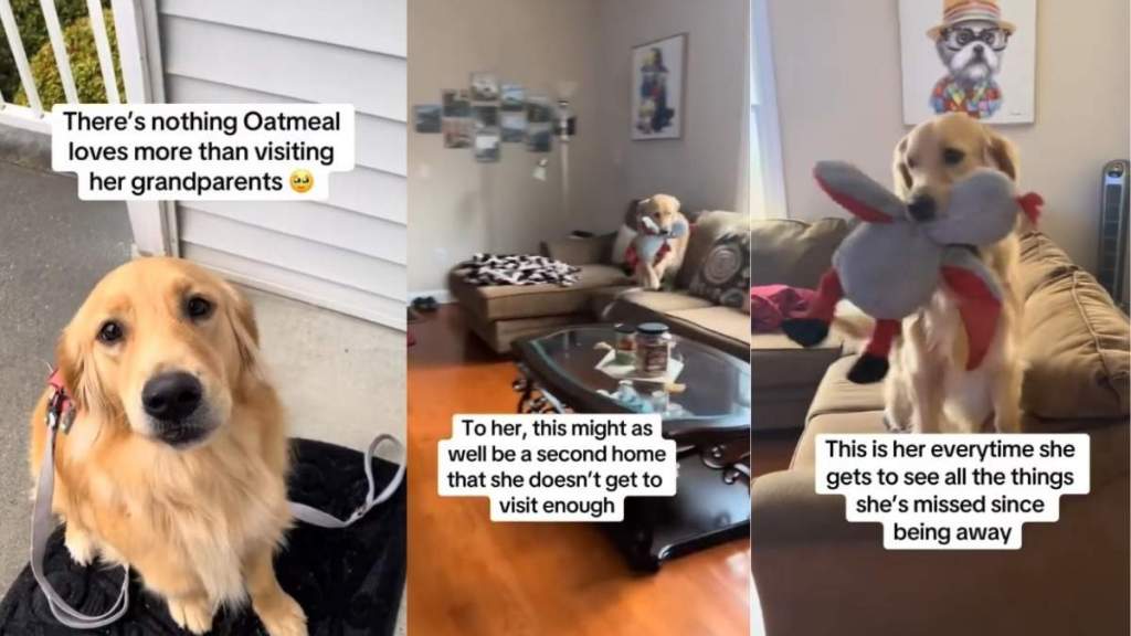 Golden Retriever Visits Grandparents’ House Like It's a Second Home