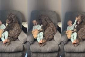 Dog Adorably Gives Morning Snuggles to Little Boy