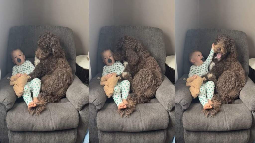 Dog Adorably Gives Morning Snuggles to Little Boy