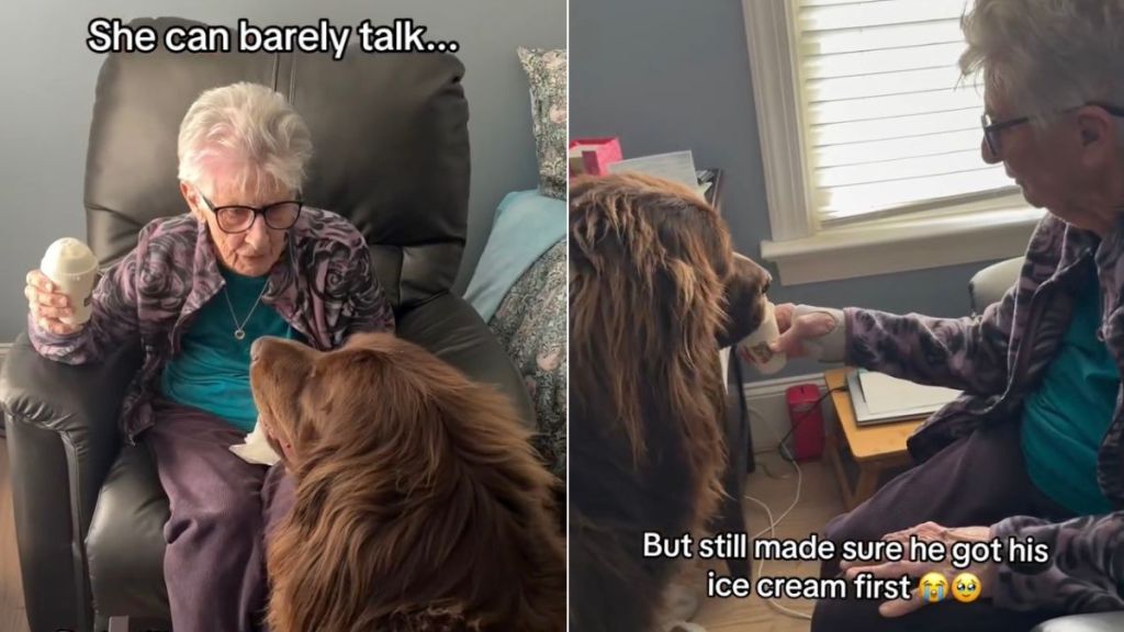 Dog Always Gets Ice Cream First Because Grandma Makes Sure of It