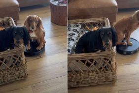 Dog Hilariously Takes Over Vacuum Cleaner at Home