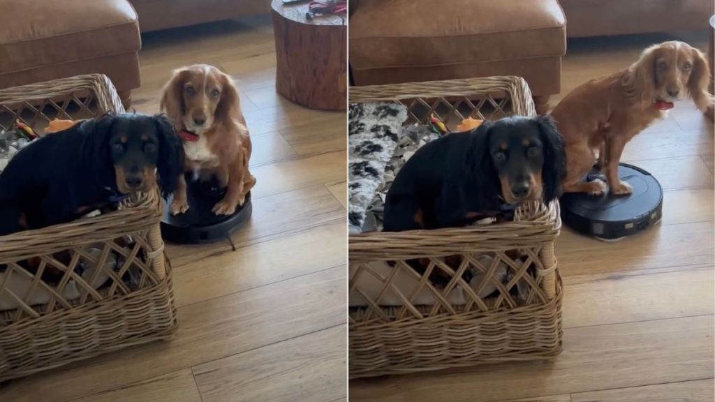 Dog Hilariously Takes Over Vacuum Cleaner at Home