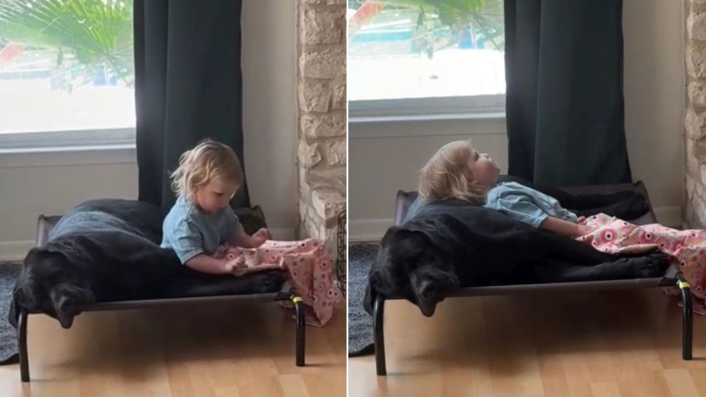Dog Makes Room for Little Girl in Tiny Bed, Lets Her Use Him as a Pillow