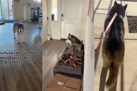 Dog Demands Her Own ‘Special Girl’ Door, Leaves Mom With No Choice