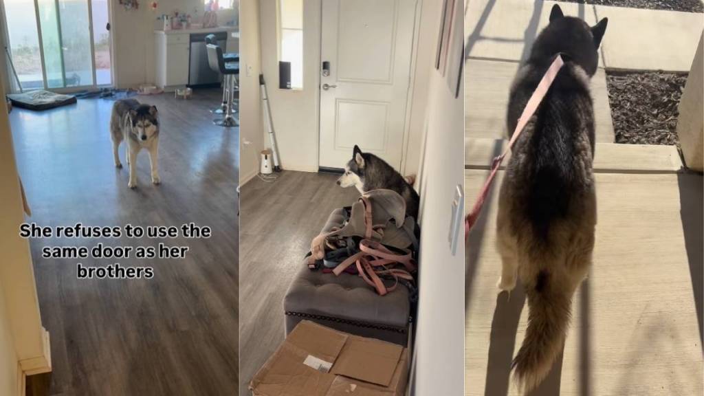 Dog Demands Her Own ‘Special Girl’ Door, Leaves Mom With No Choice
