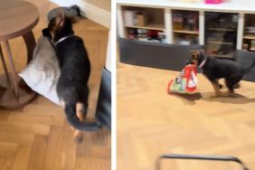 German Shepherd Loves To Steal Household Things & Run Away