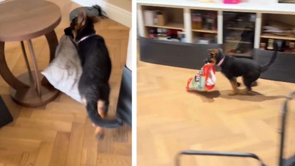 German Shepherd Loves To Steal Household Things & Run Away
