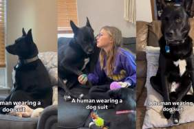 Owner Shows Dog Giving off Major Human Energy