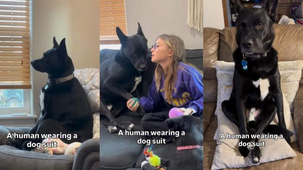 Owner Shows Dog Giving off Major Human Energy