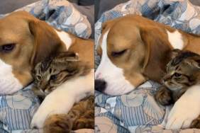 Dog Watches TV While Cuddling With Cat Sibling