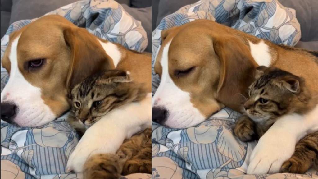 Dog Watches TV While Cuddling With Cat Sibling