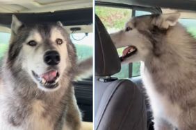 Husky Complains to Mom for Having To Wait in Drive-Through Line