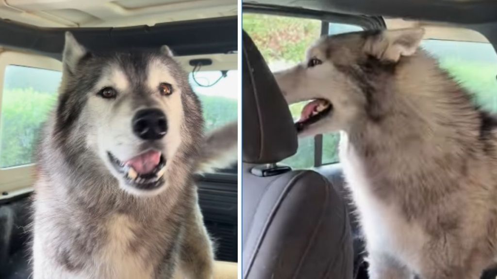 Husky Complains to Mom for Having To Wait in Drive-Through Line
