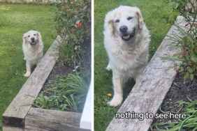 Senior Golden Retriever Acts Like Mom Didn’t Catch Him Plotting Mischief
