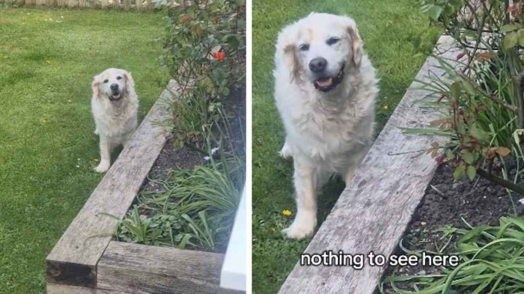 Senior Golden Retriever Acts Like Mom Didn’t Catch Him Plotting Mischief