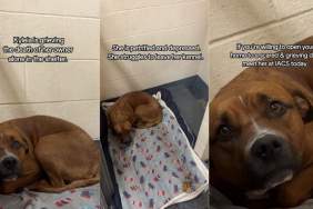 Grieving Shelter Dog up for Adoption Struggles but Hasn’t Given up Hope