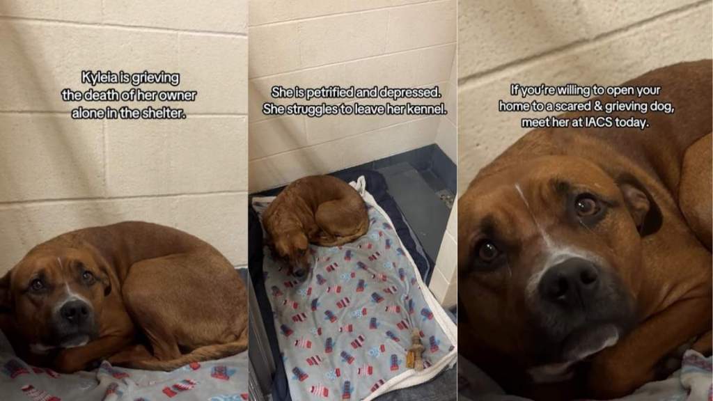Grieving Shelter Dog up for Adoption Struggles but Hasn’t Given up Hope
