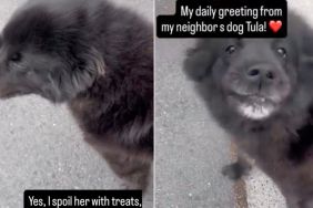Dog Runs To Greet Neighbor Everyday & Gets Spoiled With Tasty Treats