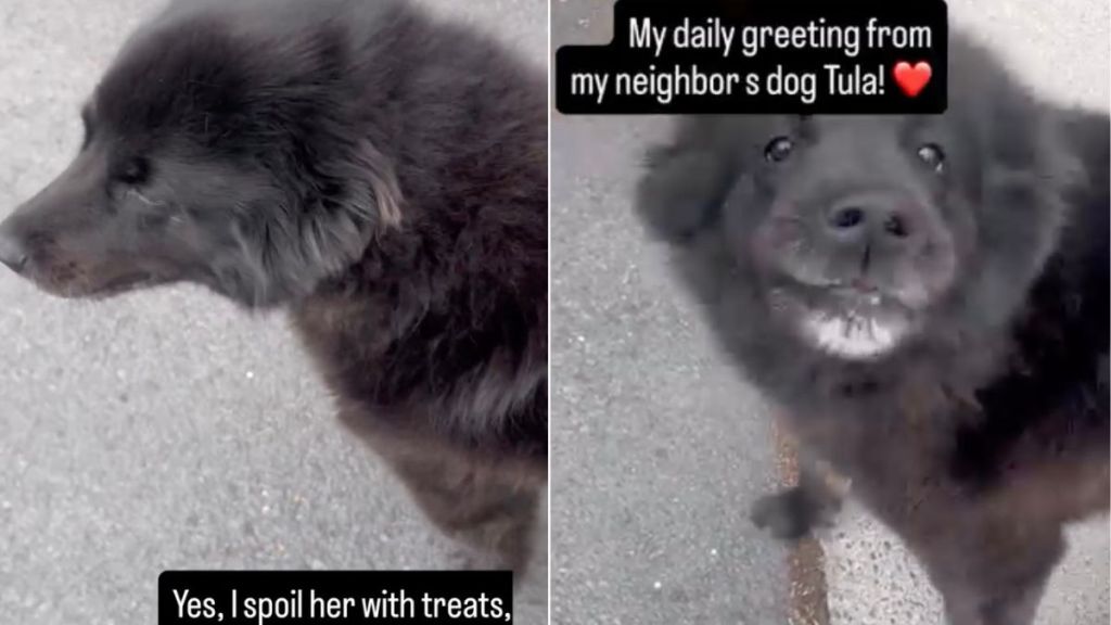 Dog Runs To Greet Neighbor Everyday & Gets Spoiled With Tasty Treats