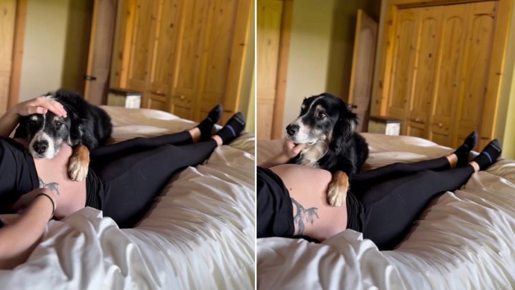 Dog Cuddles Pregnant Mom’s Belly To Feel Baby’s Kick & Does This Next
