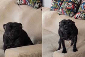 Dog Knocks a Pillow Off the Couch & Then Tries To Distract Mom
