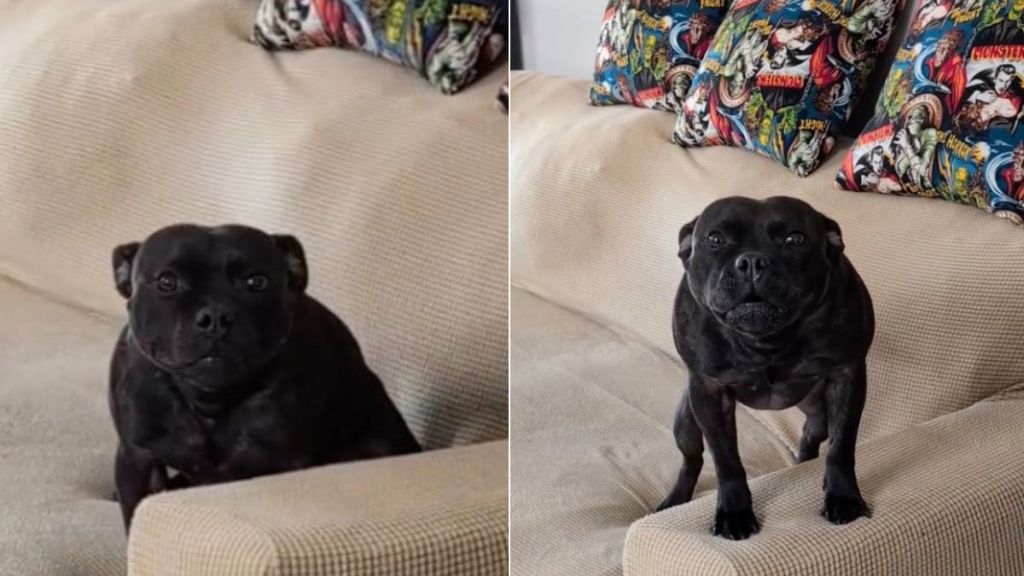 Dog Knocks a Pillow Off the Couch & Then Tries To Distract Mom