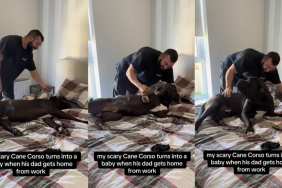 Big ‘Scary’ Dog Turns Into a Baby the Moment Dad Gets Home From Work