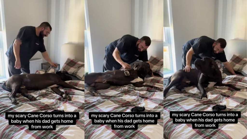 Big ‘Scary’ Dog Turns Into a Baby the Moment Dad Gets Home From Work