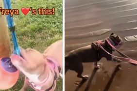 Rescue Dog Caged for Years Finds Forever Home After Owners’ Grand Gesture