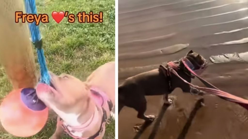 Rescue Dog Caged for Years Finds Forever Home After Owners’ Grand Gesture