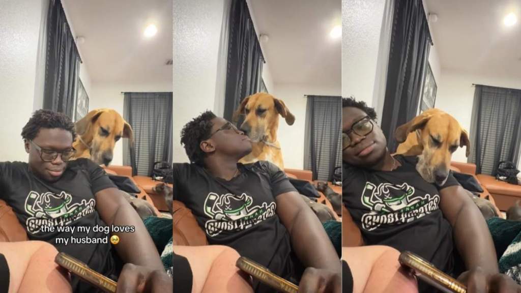 Big Rescue Dog Loves Dad & Has a ‘Ridiculously’ Sweet Way of Showing It