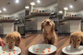 Tiny Dog Rushing To Munch on Carrot Cubes Melts Hearts