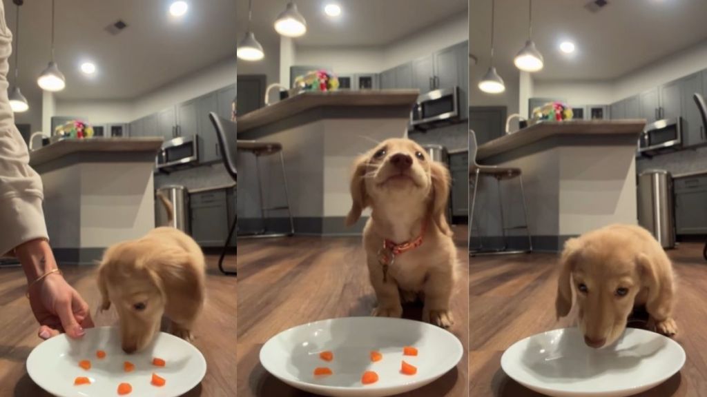 Tiny Dog Rushing To Munch on Carrot Cubes Melts Hearts