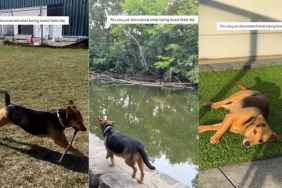 Rescue Dog Finds Love for the First Time & Won’t Stop Wagging Her Tail