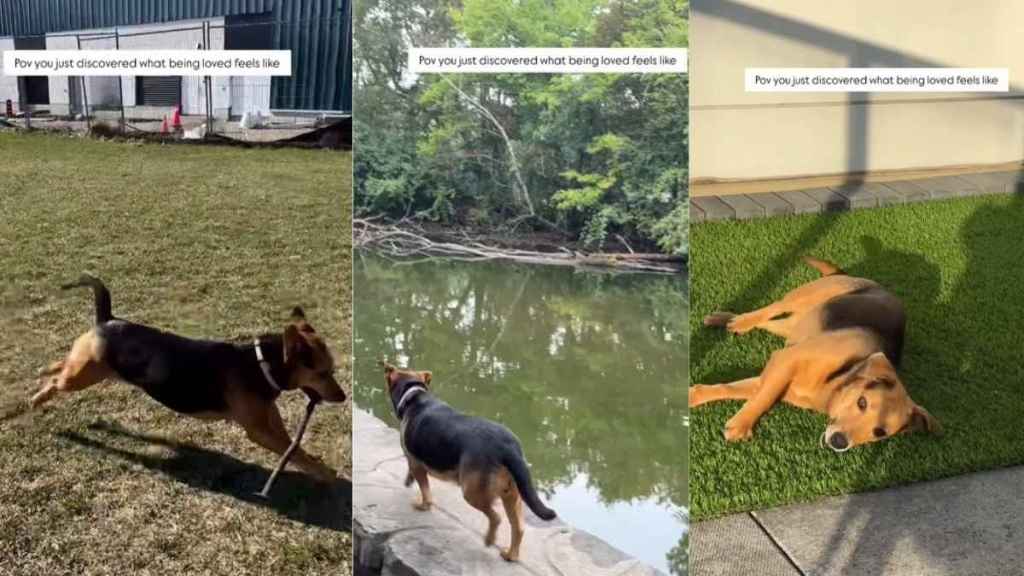 Rescue Dog Finds Love for the First Time & Won’t Stop Wagging Her Tail