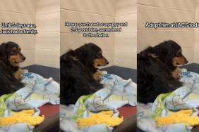 ‘Terrified’ Dog Surrendered by His Family To Shelter Finally Finds a Home