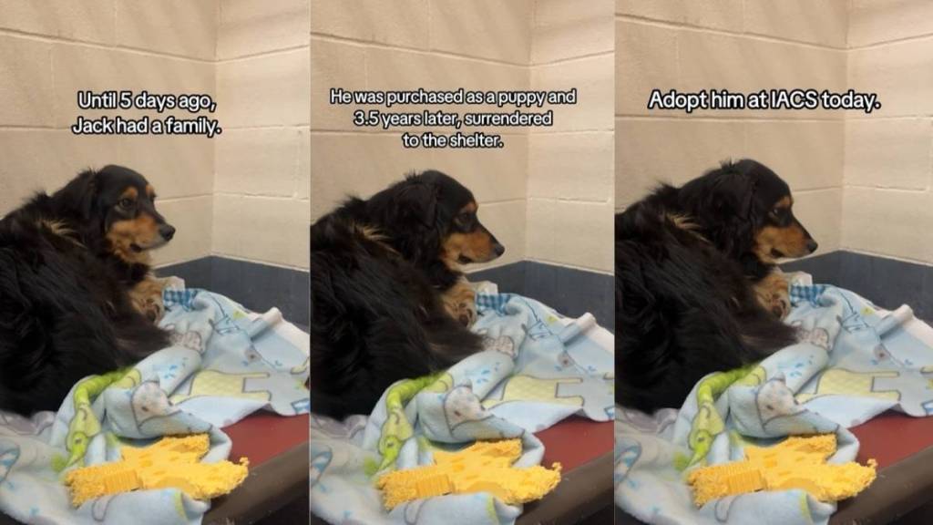 ‘Terrified’ Dog Surrendered by His Family To Shelter Finally Finds a Home